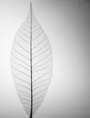 Decorative skeleton leaf Royalty Free Stock Photo