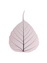 Decorative skeleton leaf