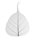 Decorative skeleton leaf isolated Royalty Free Stock Photo