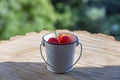 Decorative small bucket with cherries as an interior object Royalty Free Stock Photo