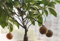 Decorative small citrus tree in the pot.The concept of home cultivation Royalty Free Stock Photo