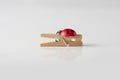 Decorative small clip with ladybug on the white background Royalty Free Stock Photo