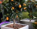 Decorative small fruit-bearing trees of kumquat or Citrus japonica plant from the Rutaceae family at the greek garden shop in Royalty Free Stock Photo