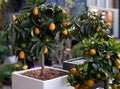 Decorative small fruit-bearing trees of kumquat or Citrus japonica plant from the Rutaceae family at the greek garden shop in Royalty Free Stock Photo