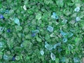 Decorative small green and turquoise shards of glass, close-up Royalty Free Stock Photo