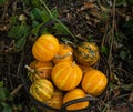 Decorative small round pumpkins in a garden basket on the ground Royalty Free Stock Photo