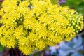 Decorative small yellow flowers closeup. Royalty Free Stock Photo