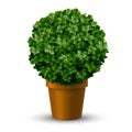 Decorative spherical boxwood in a pot