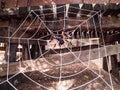 A decorative spider net with a large plush spider in it, Halloween theme