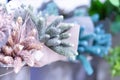 Decorative spiky flowers bouquet. Holiday decorations close up