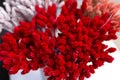 Decorative spiky flowers bouquet. Red cornflower on white