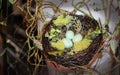 Decorative spotted bird eggs in nest wth moss and vines