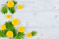 Decorative spring frame of yellow dandelion flowers and green leaves on light blue wooden board. Copy space, top view. Royalty Free Stock Photo