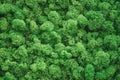 Decorative stabilized moss, close-up background. Moss texture Royalty Free Stock Photo