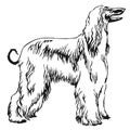 Decorative standing portrait of Afghan greyhound vector
