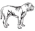 Decorative standing portrait of Boerboel vector illustration