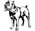 Decorative standing portrait of dog Cane corso italiano, vector
