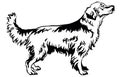 Decorative standing portrait of dog golden retriever, vector ill Royalty Free Stock Photo