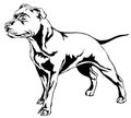 Decorative standing portrait of dog Staffordshire Bull Terrier v Royalty Free Stock Photo