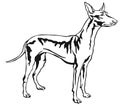 Decorative standing portrait of Pharaoh Hound vector illustration