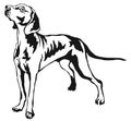 Decorative standing portrait of Weimaraner vector illustration