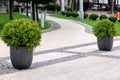 Decorative stone flowerpots with evergreen bushes.