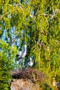 decorative stork in the nest in the garden of the house Royalty Free Stock Photo