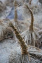 Decorative straw tuft in winter at evening Royalty Free Stock Photo