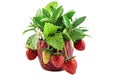 Decorative strawberry