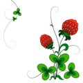 Decorative strawberry bush