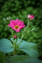 Decorative strawberry flower