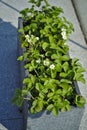 Decorative strawberry plant outside