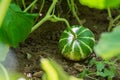 Decorative striped green pumpkin growing in the garden,