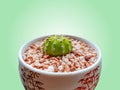 Decorative Succulent Plant in Small Pot Isolated on Green Background Royalty Free Stock Photo