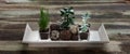 Decorative succulent plants in wooden tray on rustic table, banner