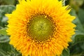 Decorative sunflower with beautiful yellow petals. At the core of flower is a drop of rain. Macro. Royalty Free Stock Photo