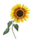 Decorative sunflower in bloom on white background Royalty Free Stock Photo