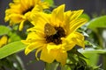 Decorative sunflower and butterfly selective focus