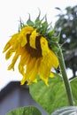 Decorative sunflower flowers in the summer garden.