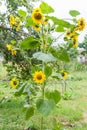 Decorative sunflower with many flowers