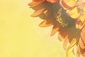 Decorative sunflower on yellow blurry background.