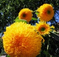 Decorative sunflowers