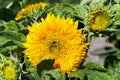 Decorative sunflowers . street