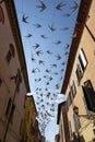 Decorative swallows along the street in Ferrara
