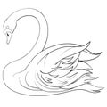 Decorative swan swims in the water, bowing its head low, outline drawing, isolated object on a white background, Royalty Free Stock Photo