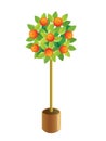 Decorative tangerine-tree. Royalty Free Stock Photo