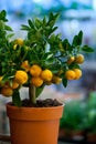 Decorative tangerine trees in pots for sale