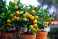 Decorative tangerine trees in pots for sale