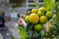 Decorative tangerines hang on a tree branch