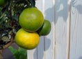 Decorative tangerines hang on a tree branch